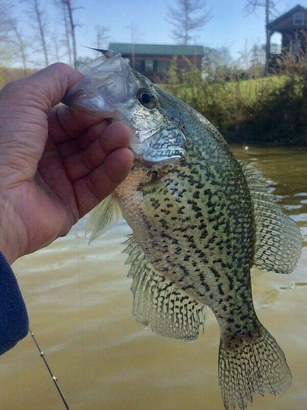 Spittin' Image - POPEYE Fishing JIGS Flies - 1/60 oz #8 hook - 6-PACK