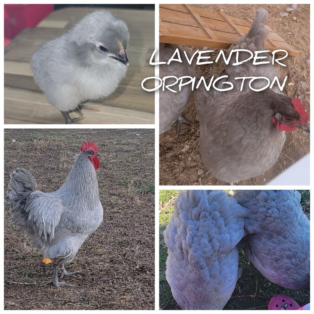 Lavender Orpington Hatching Eggs (6+)