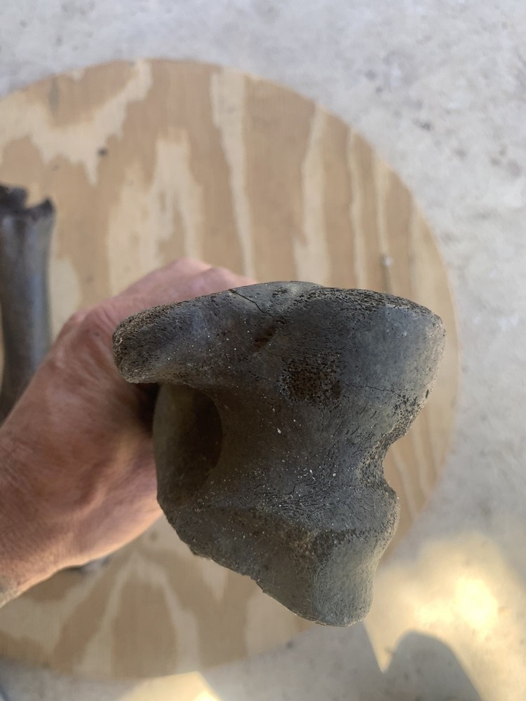 Fossilized Bison Bones