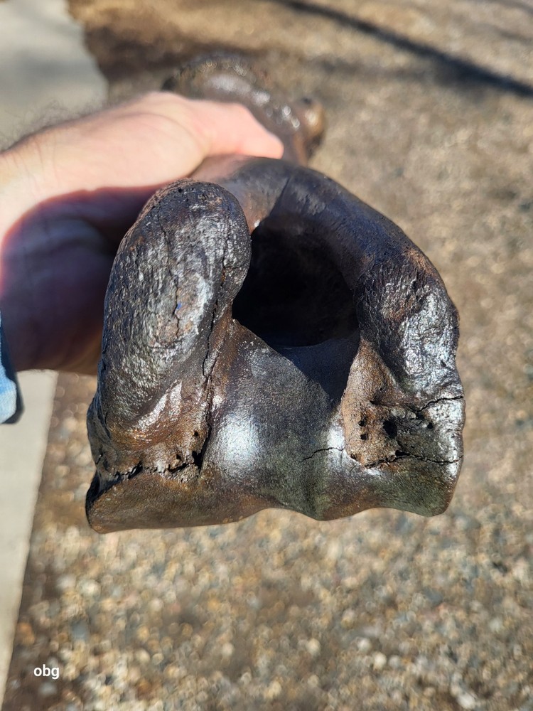 Historic Bison Humerus Bone not a fossil