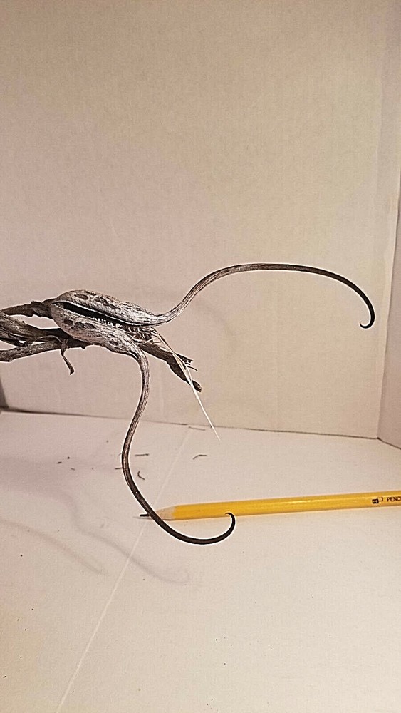 DEVIL CLAW DEVILS CLAW DEVIL'S CLAW DEVIL TALON SATANS CLAW SATANS TALON