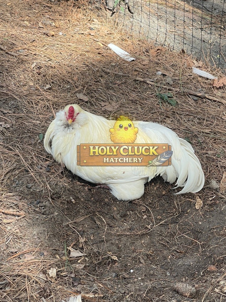 12+ Ermine Ameraucana Hatching Eggs