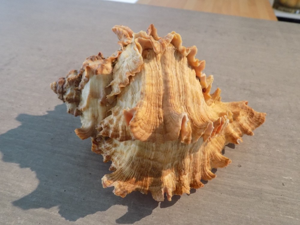 Shell: NEW MURICIDAE HEXAPLEX DUPLEX 155mm SENEGAL