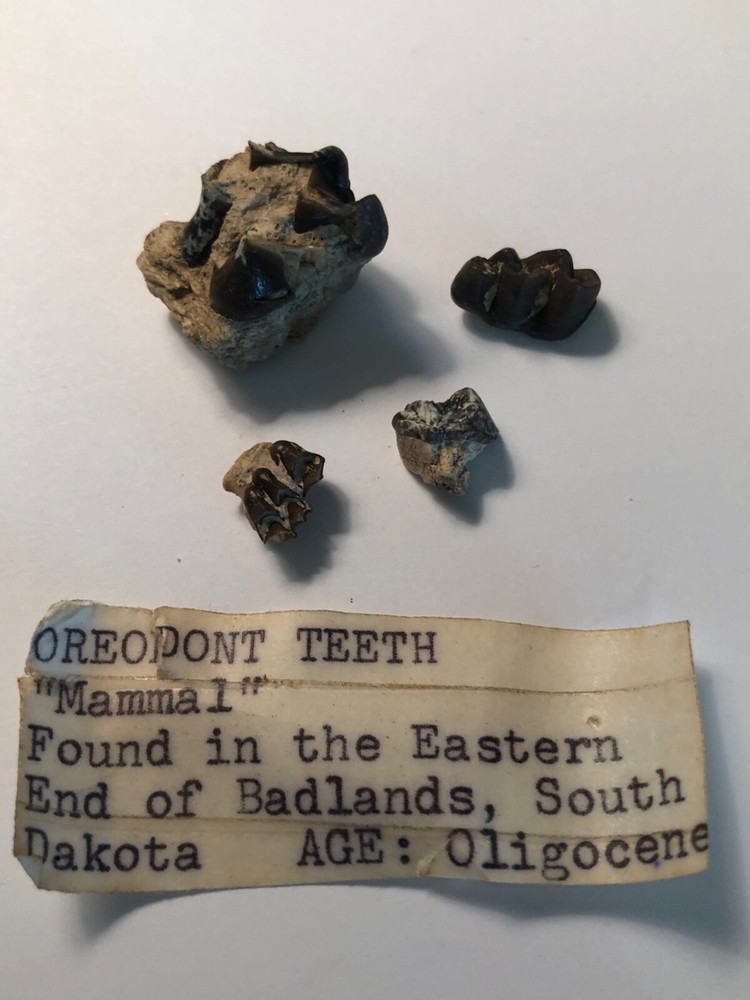 Oreodont "Horse" Teeth 4 Samples Found in Eastern Badlands SD Oligocene *