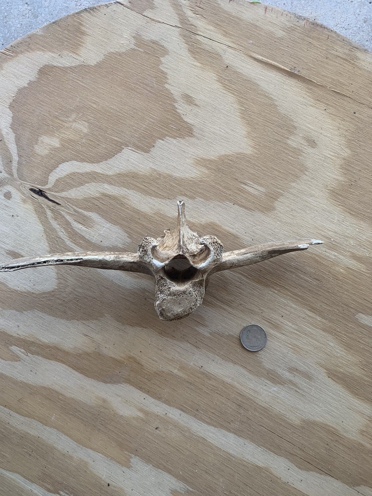 Fossilized Bison Bones