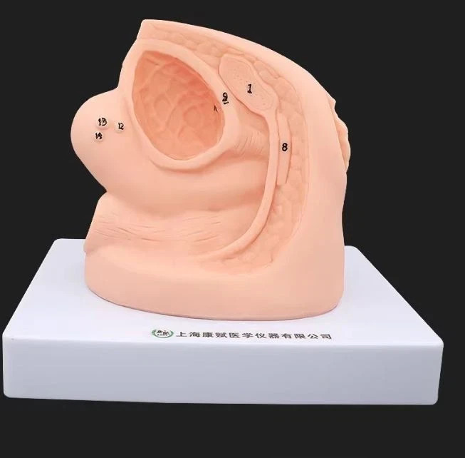 1PC Female Urethral Catheterization Training Simulator Model, Simplified Urinary