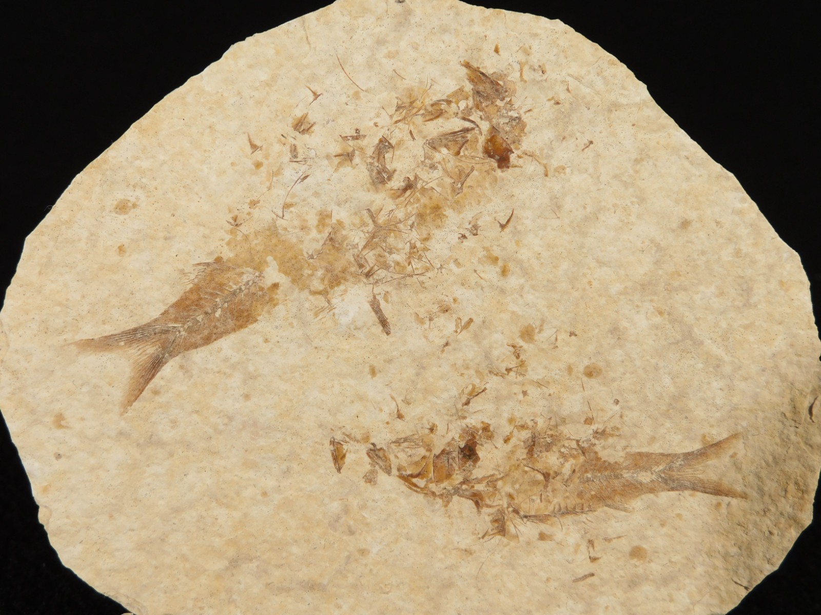 TWO! 50 Million Year Old EXPLODED Knightia Fry FISH Fossils From Wyoming 66.4gr