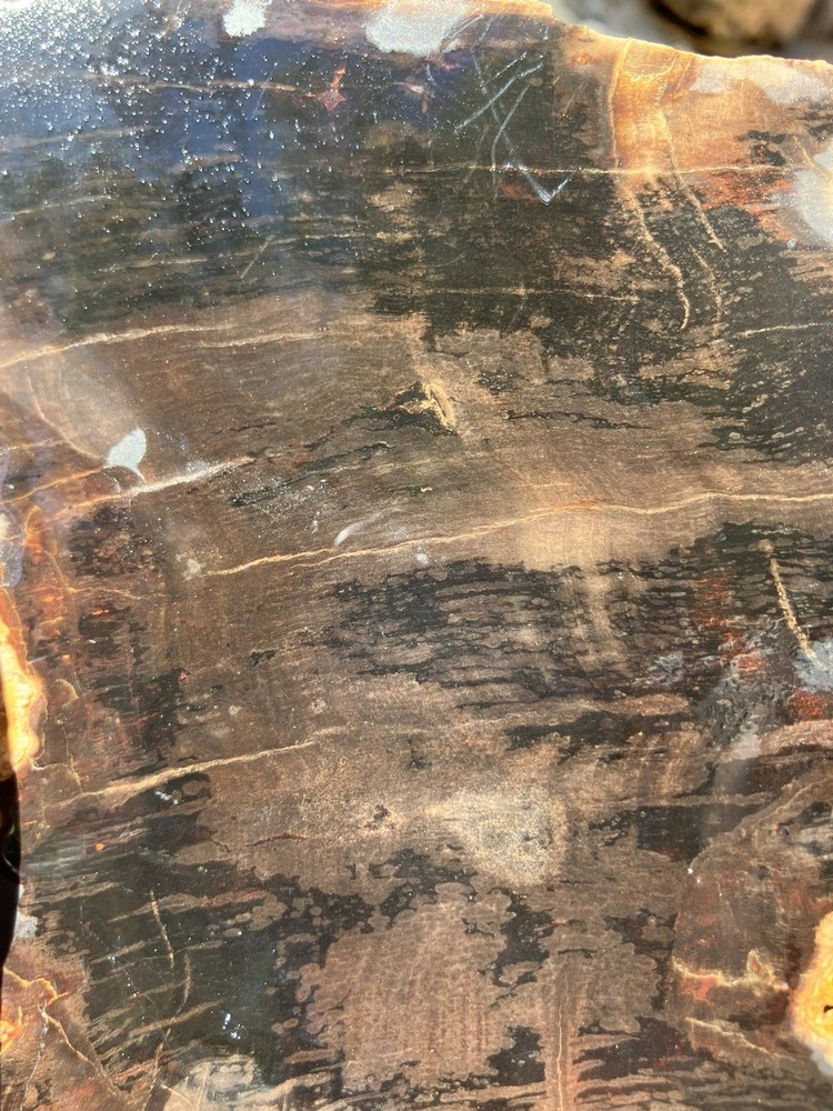Petrified Wood Slab (End Cut)