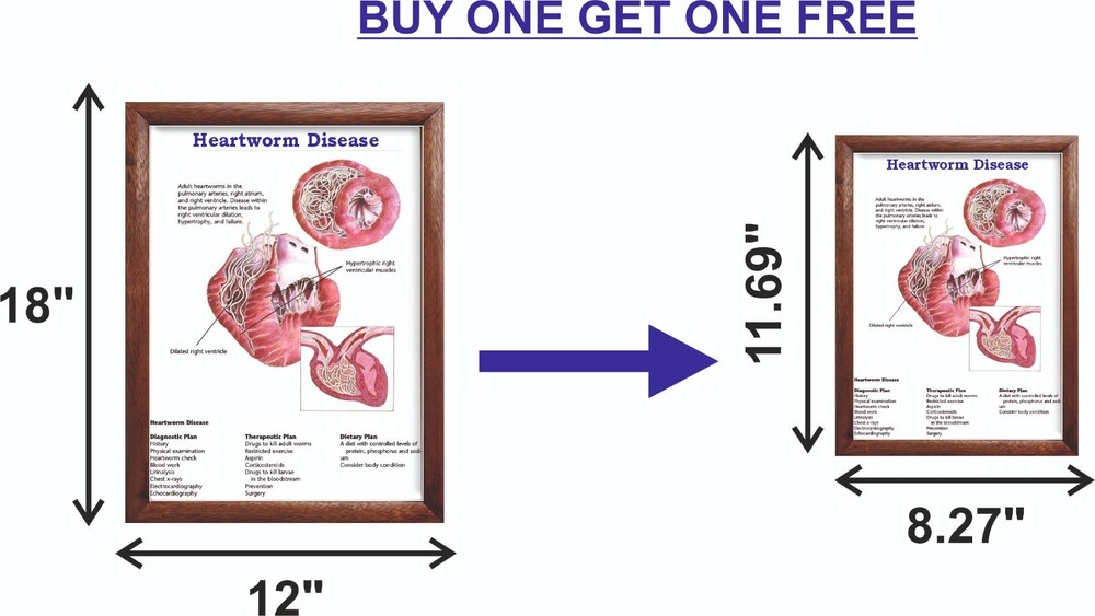 Veterinary Chart Disease Chart 12x18 inches