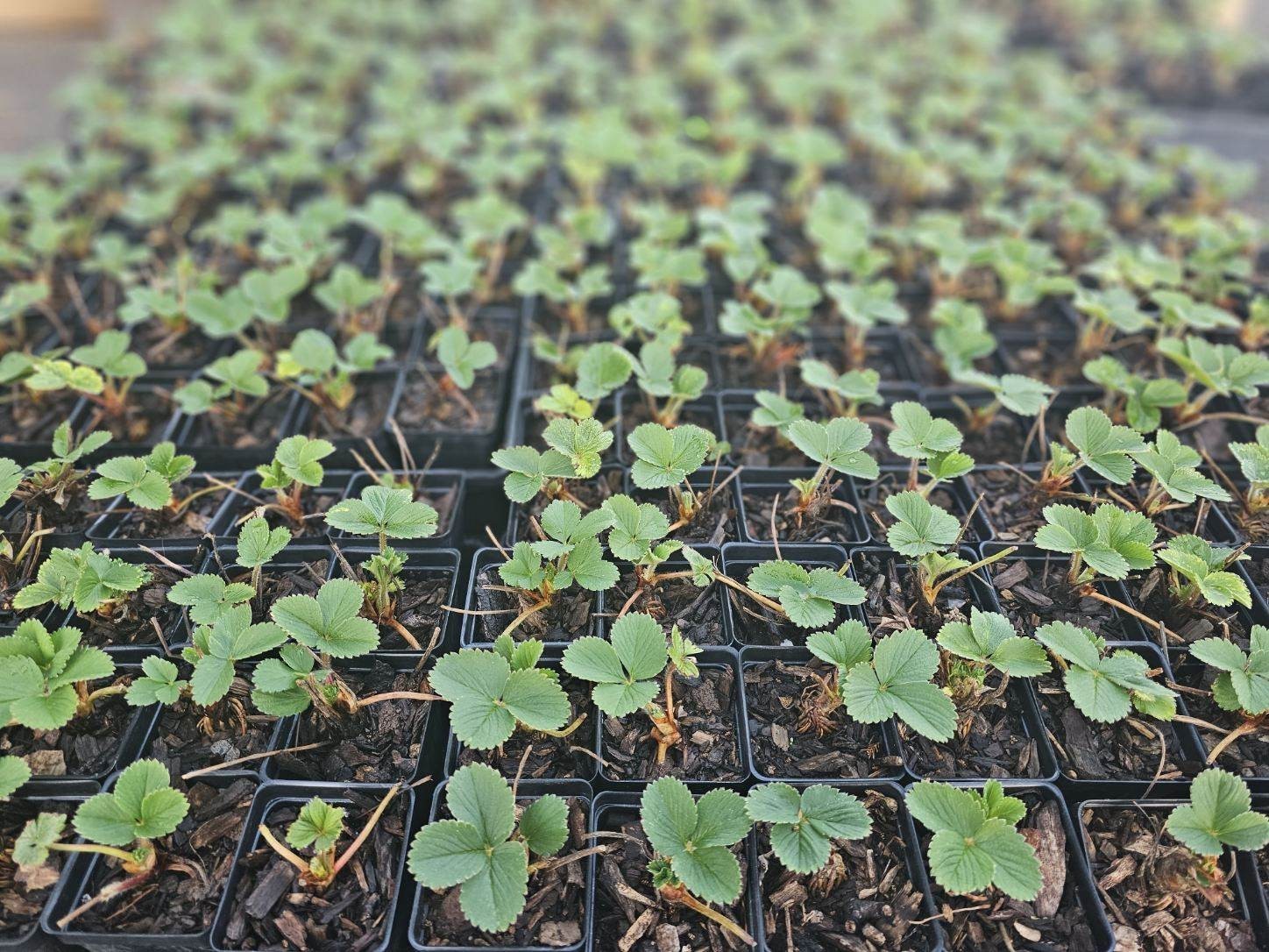 Seascape Strawberry Plants: 25 dormant bareroot Strawberry plants