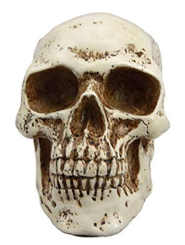 Small Skull Head Statue Cold Cast Resin Figurine 3.5" Tall