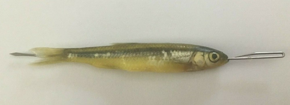 OTS Needles® Baiting Needles Minnow Needles