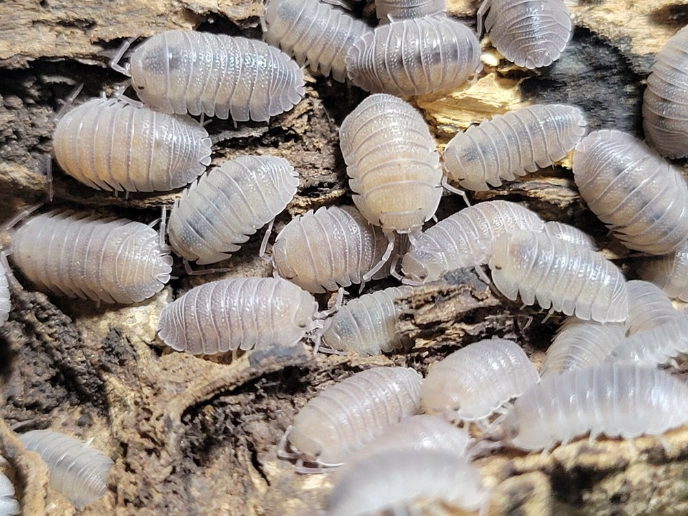 10 count Armadillidium Omblae Sandstone