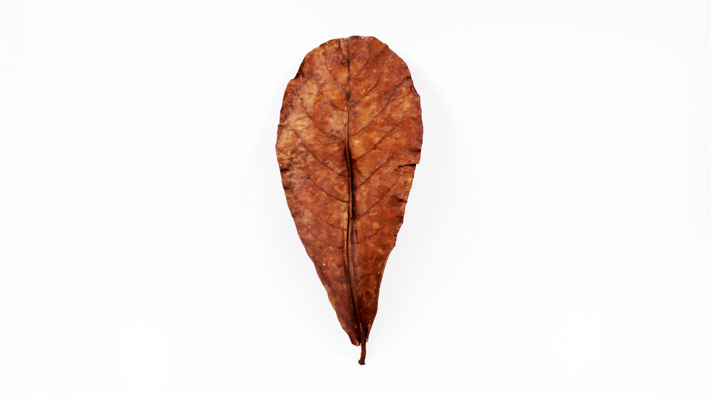 Catappa Leaves (Small) - Premium Grade A