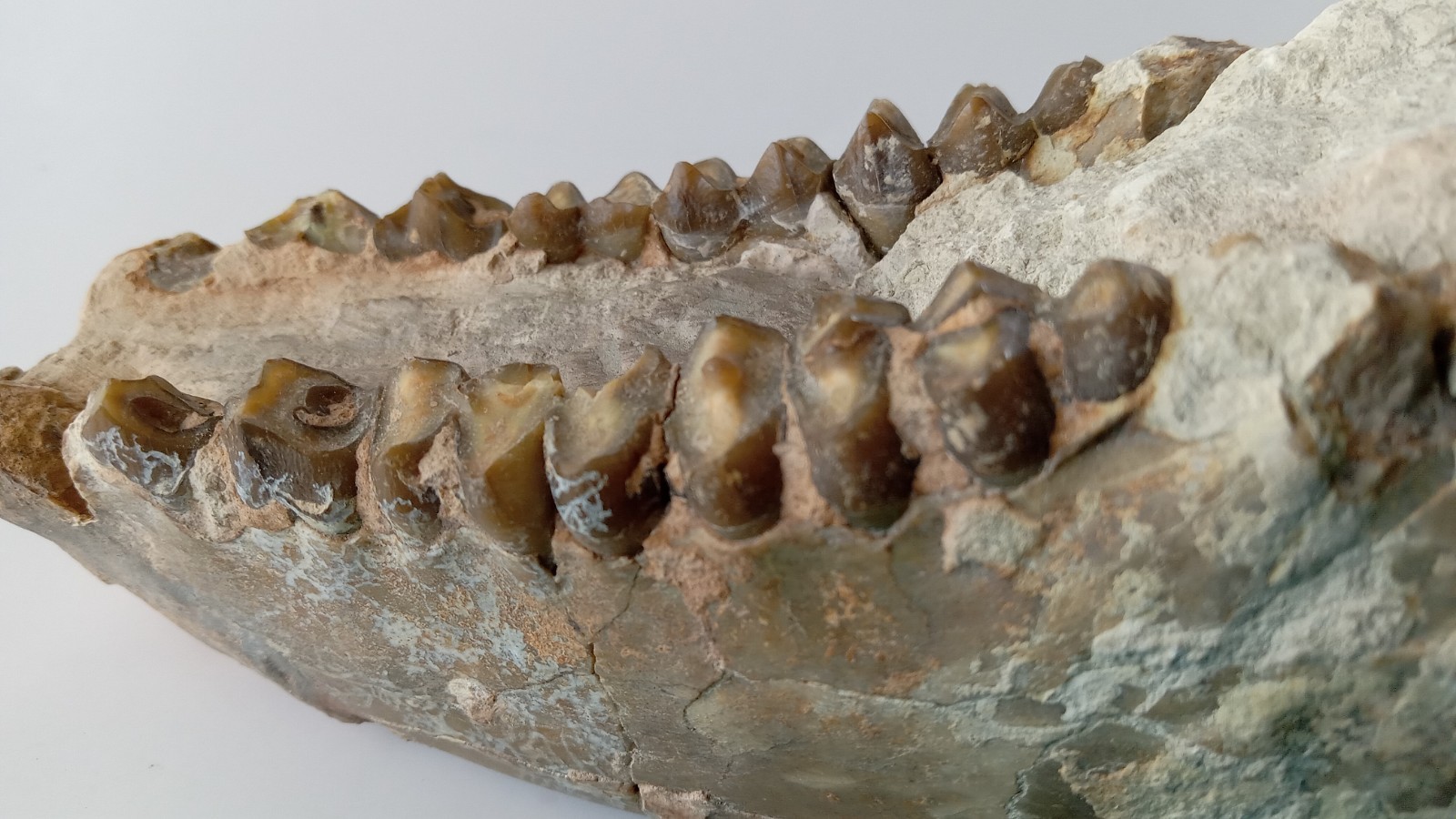 Camel Jaw Teeth Fossil From Badlands South Dakota