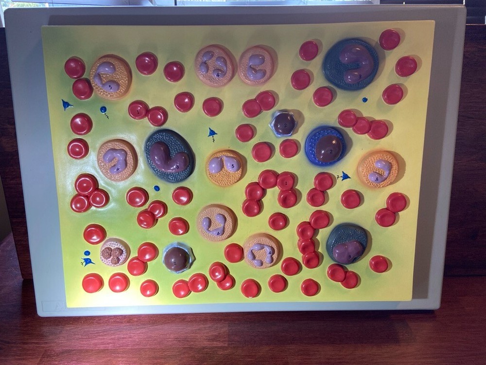 Altay Human Blood Cell Types Model