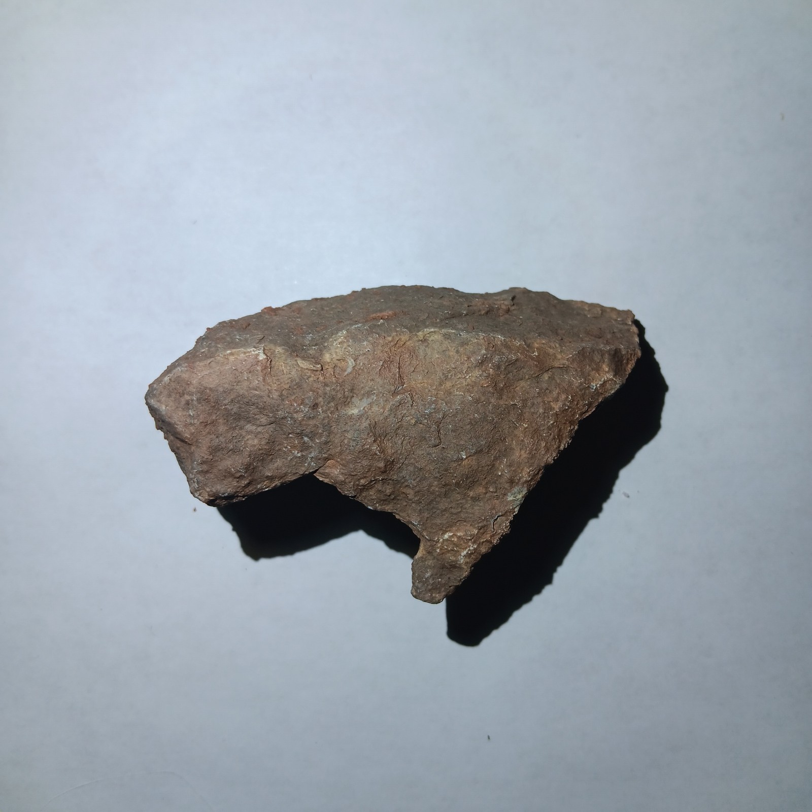 Rare Crinoid Fossil Stem Segments and Imprints,3 In, Miniturn Formation Colorado