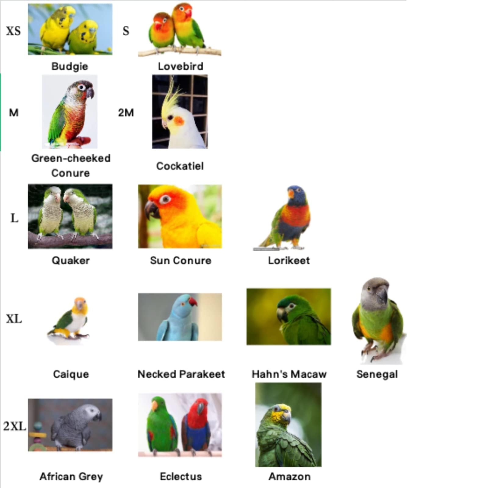 Bird Flight Harness Vest, Parrot Suit with Leash for Cockatiels Conures Budgi...