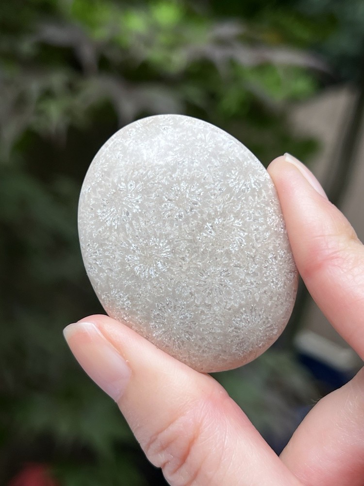 Fossilized Coral Crystal Palmstone AAA+ 7
