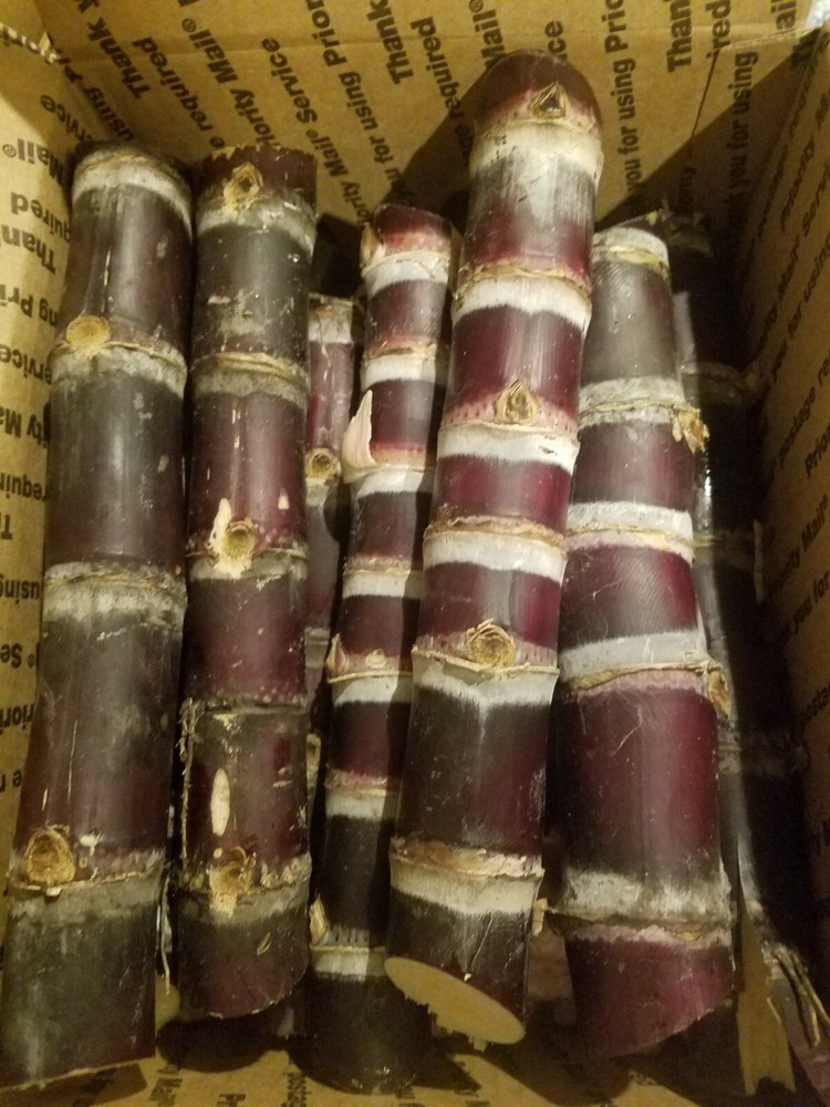 Fresh Sugarcane (5 lbs) Sugar Cane
