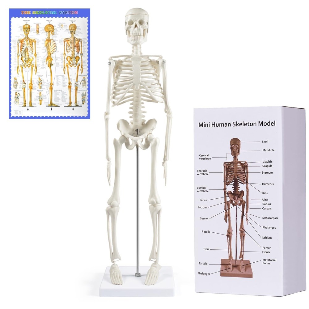 Human Skeleton Model (17.7in) for Anatomy