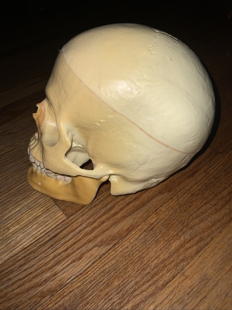 Realistic Human Skull Replica With Hinged Movable Jaw