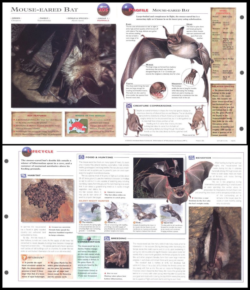 Fold-Out Sheet - Mouse-Eared Bat - 205