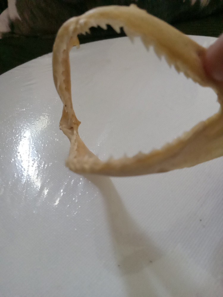 Lizard Sharp Teeth skeleton