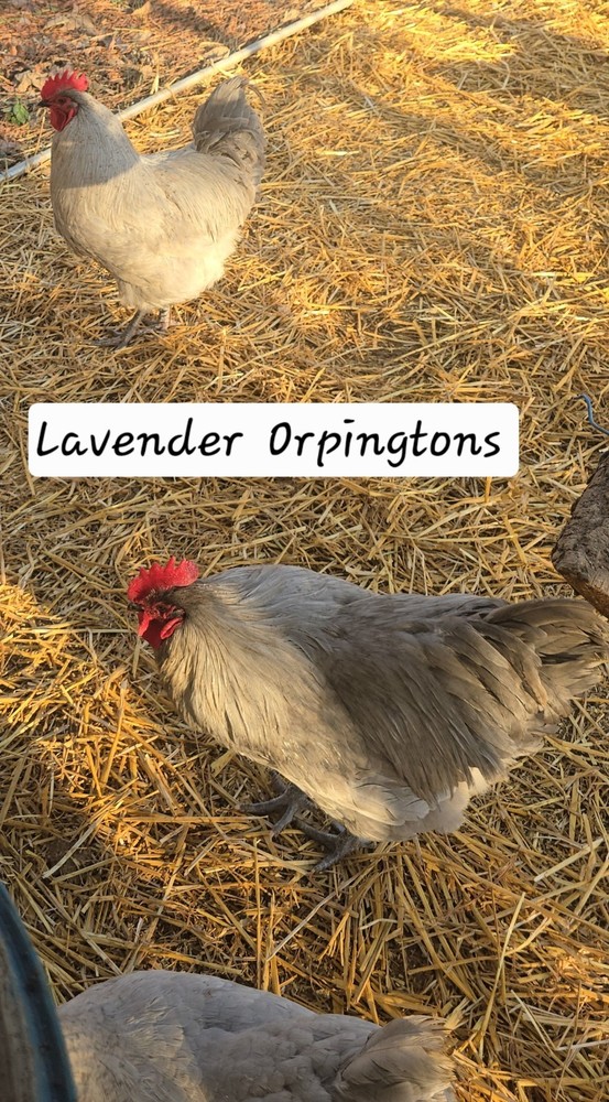 6 + Lavender Orpington Hatching- Eggs-