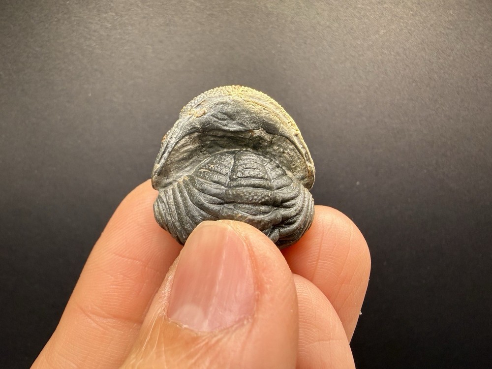 Enrolled Moroccops Trilobite