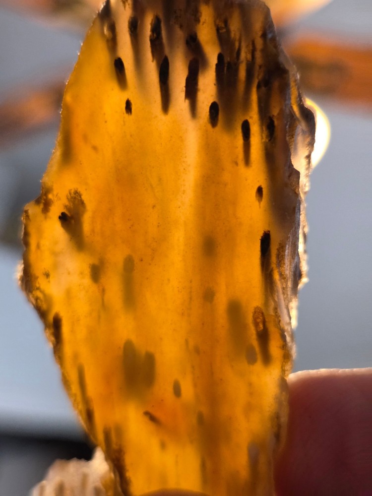 Agatized Palm Slab