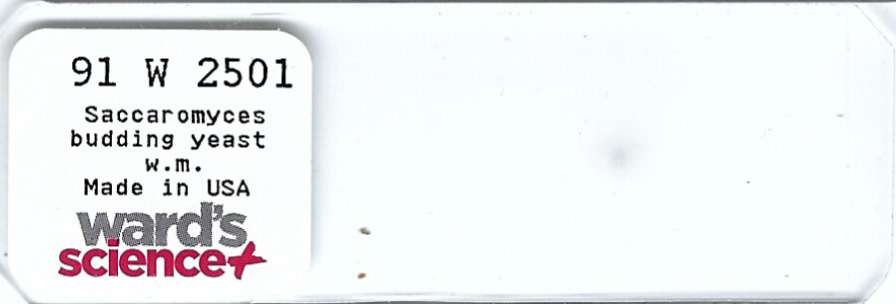 Saccharomyces Budding Yeast w.m. Microscope Slide