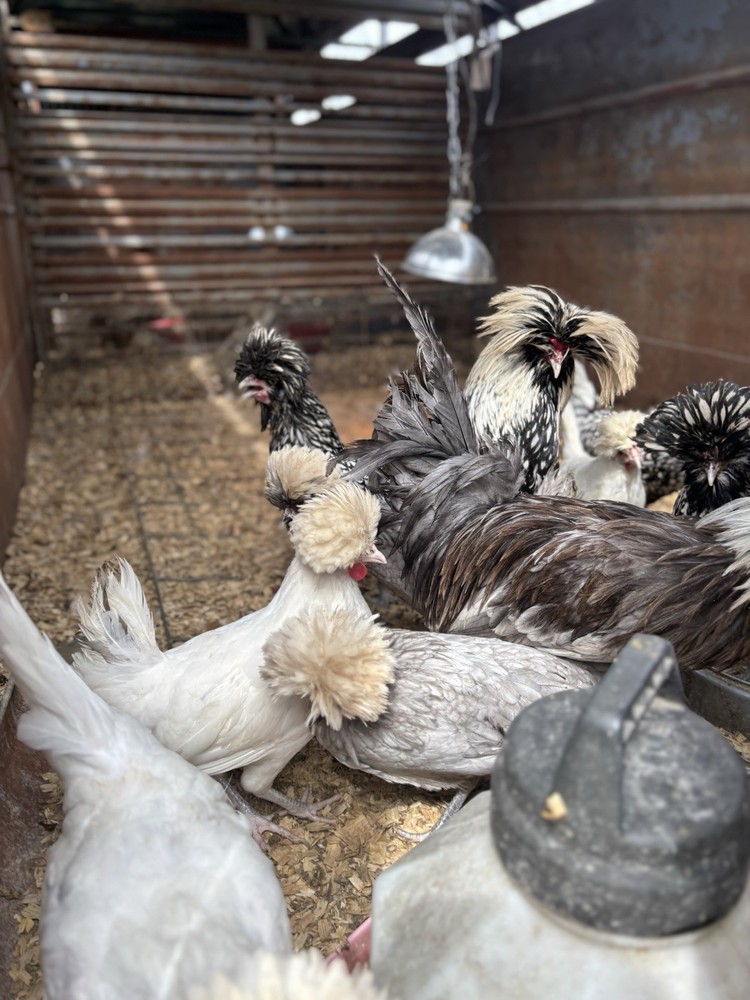 6 variety pack Polish Hatching Eggs (Read Description!!!)