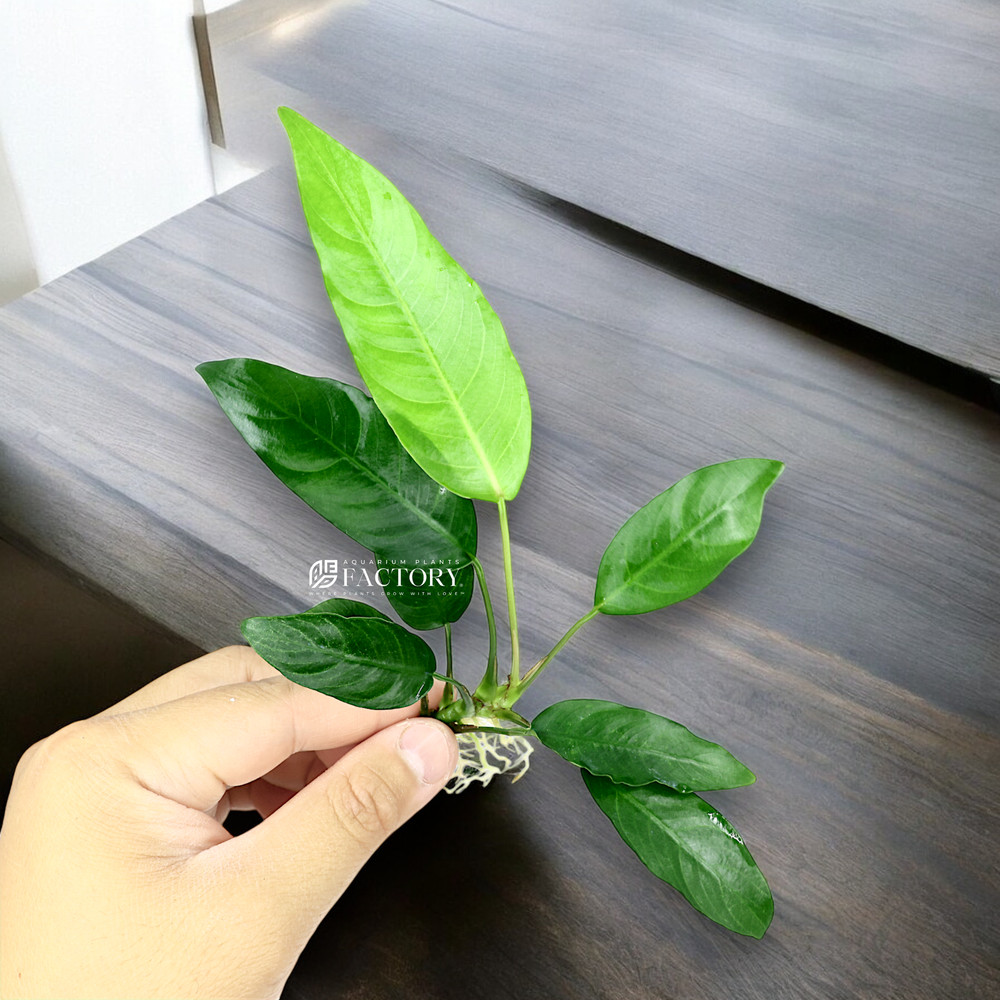 Anubias Barteri 'Short & Sharp'
