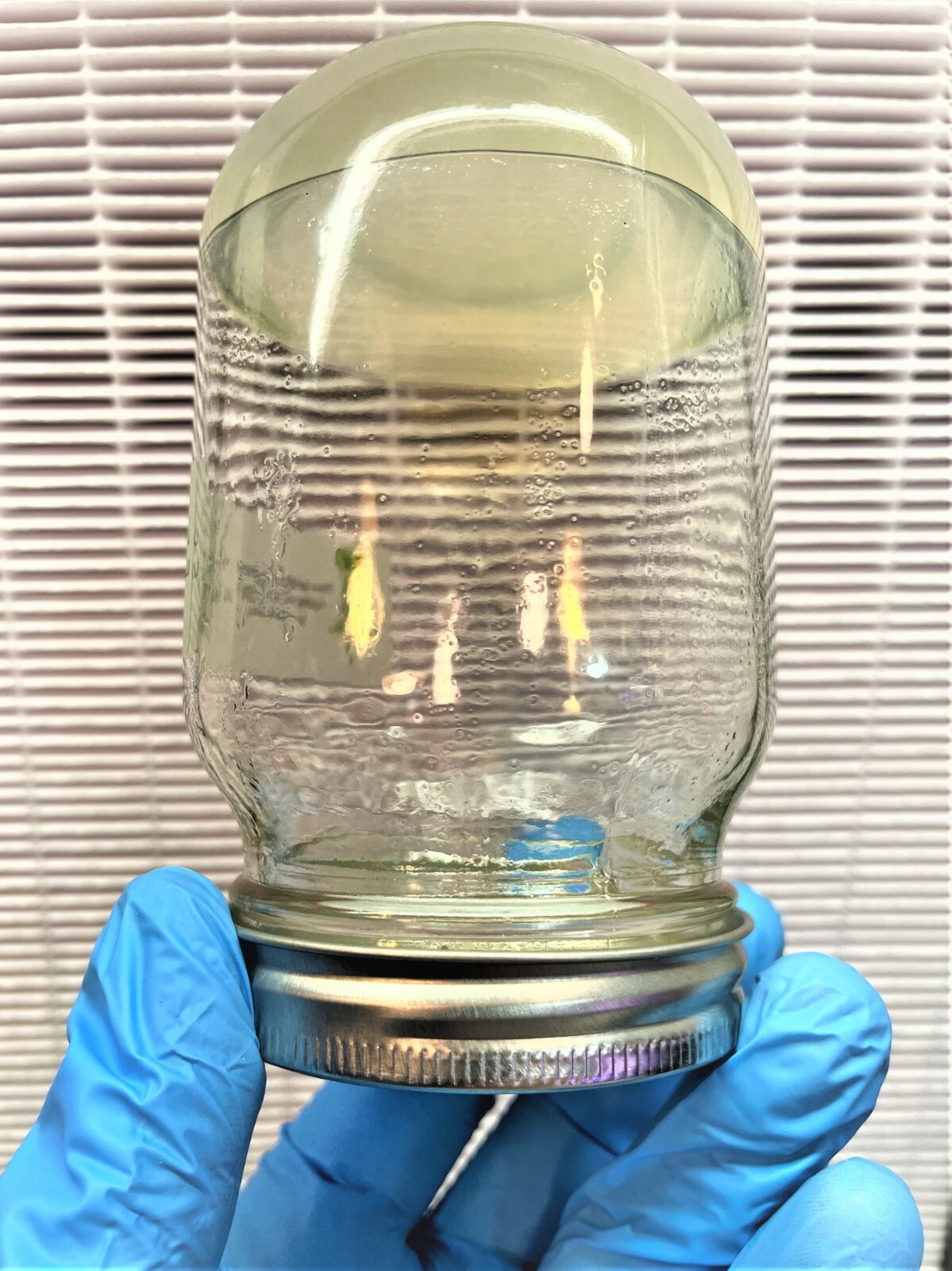 Plant Tissue Culture Media Kit - Makes 10 Liters of Medium