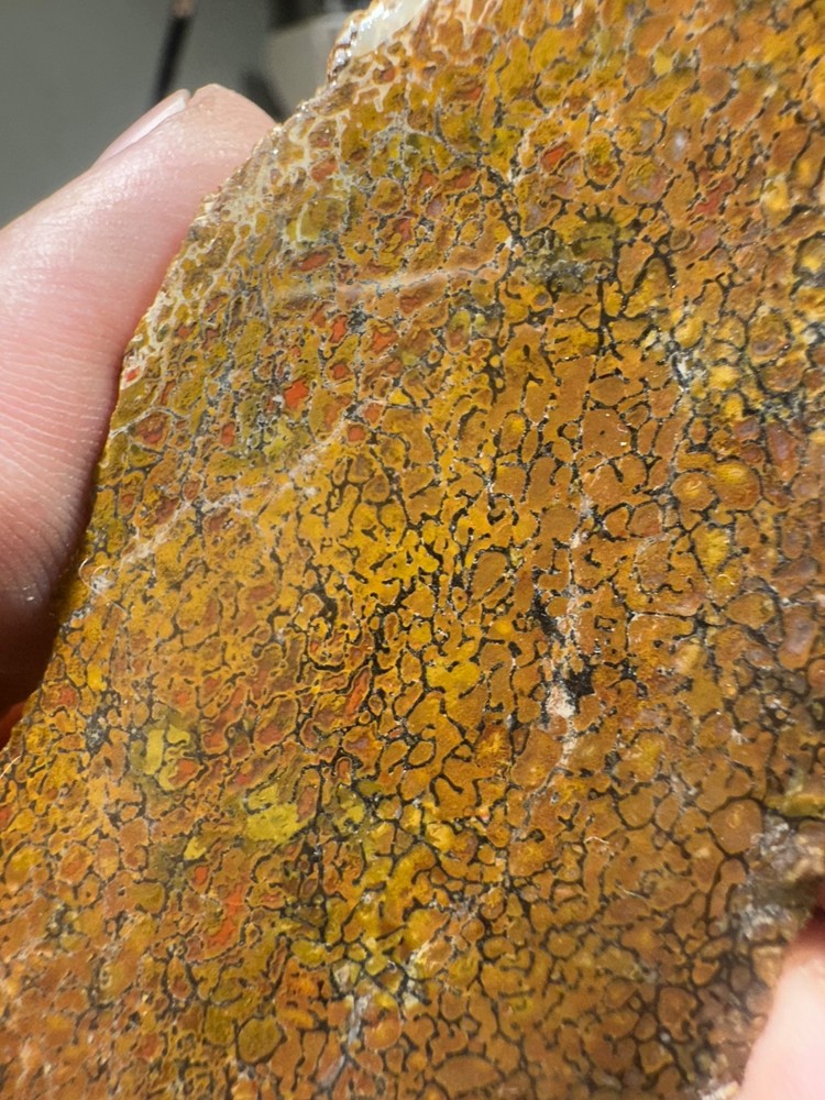 Dinosaur bone rough **hxtled end cut