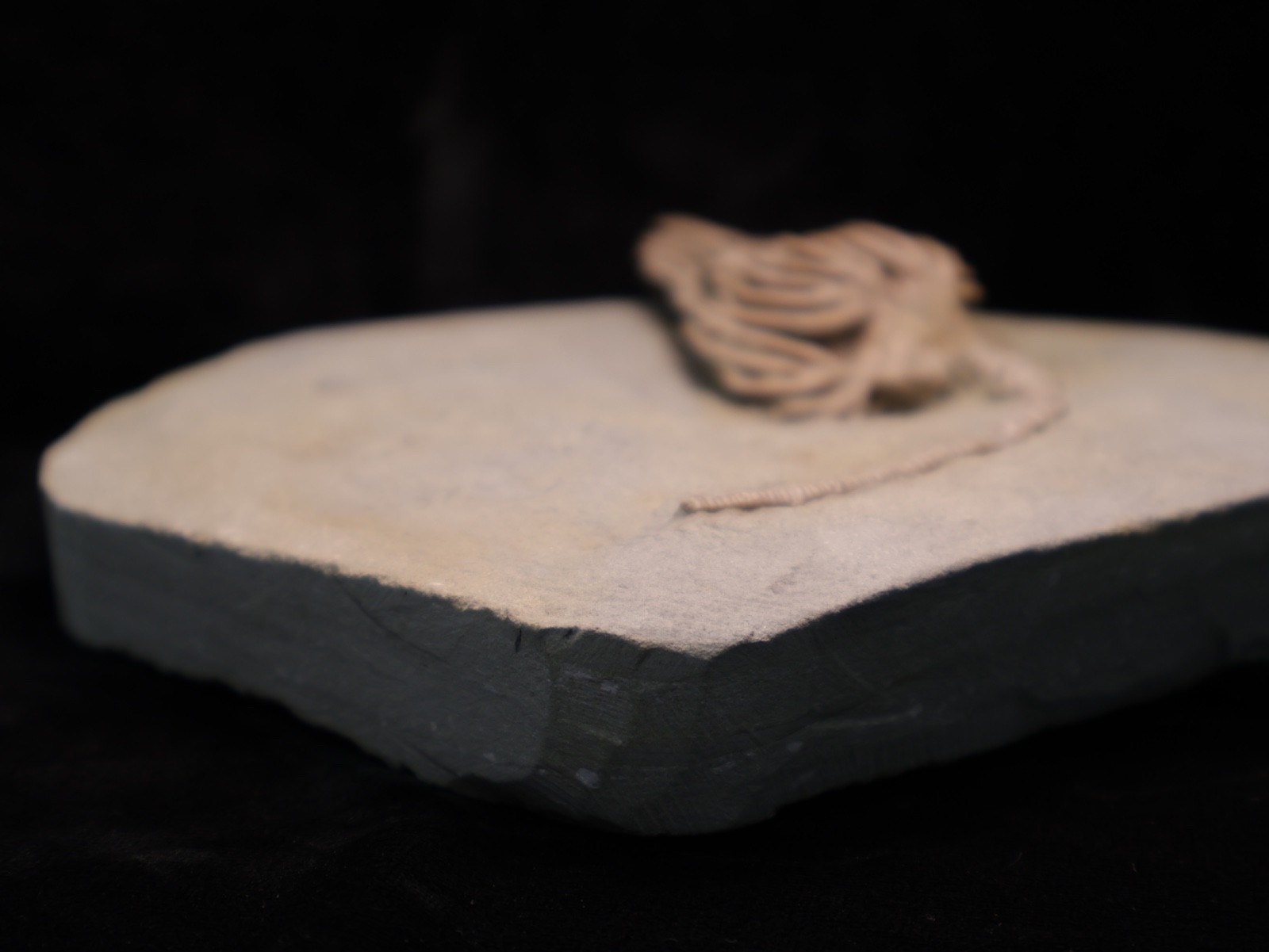 Actinocrinites gibsoni Crinoid Fossil, Crawfordsville, IN