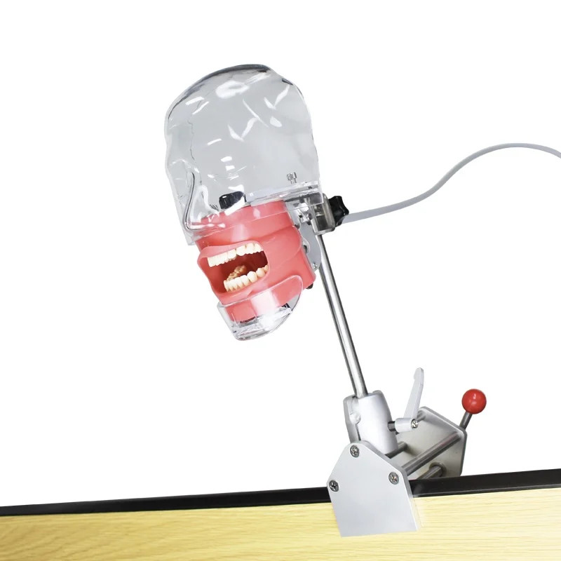 Dental Simulator Mannequin Head Typodont Teeth Model Phantom Dexter Head Teeth