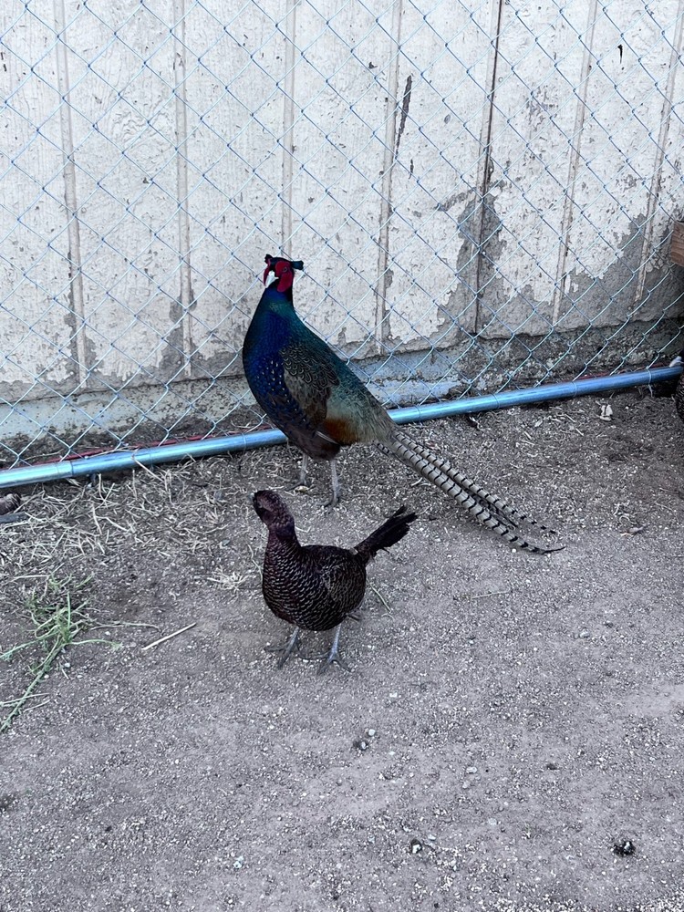 8 Pheasant hatching eggs - shipping now