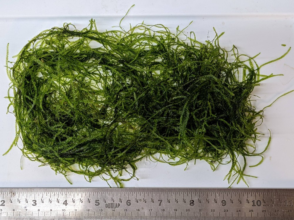Java Moss Large 25g+ portion. Great for Shrimp & Fry. FREE SHIPPING