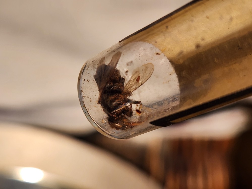 Old Microscope Set - Model 3x Microset Science Toy Distrib. Geo Borgfeldt