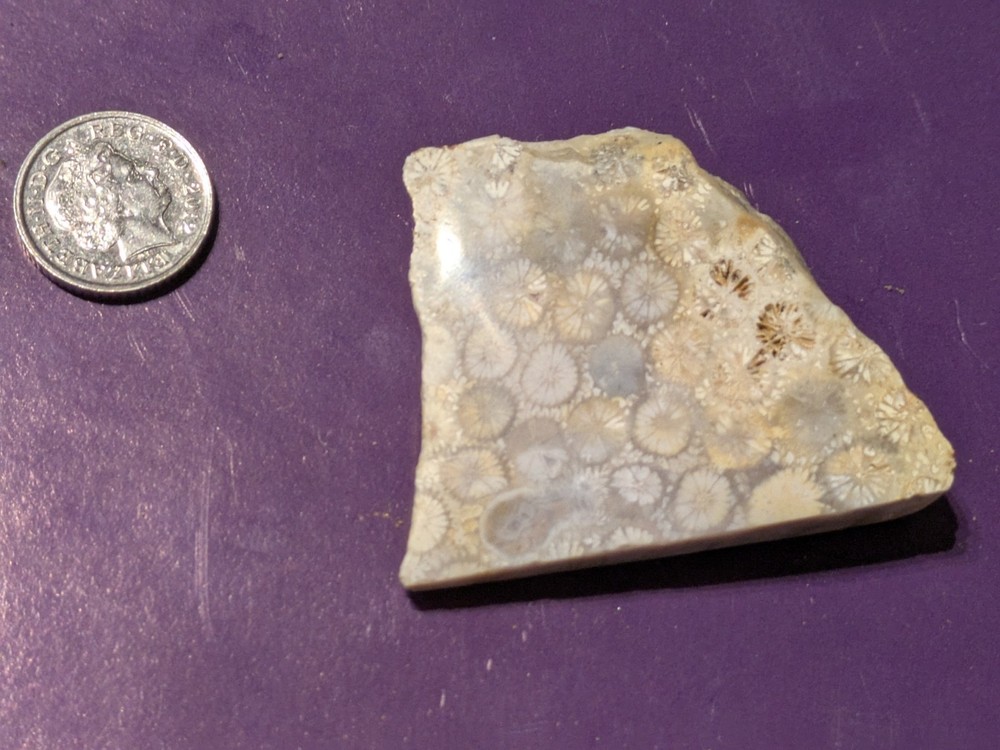 Fossilised Coral Polished Slice fllower Pattern