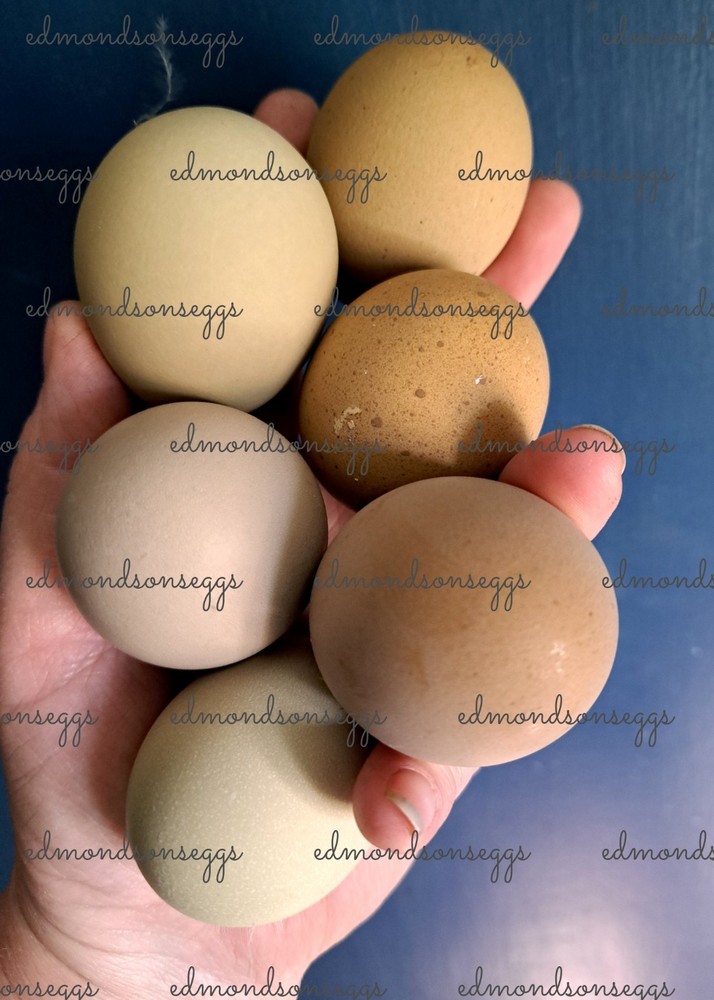 12 Colorful Hatching EGGS.multi Gen Olive EGGER Easter Egger Free Ranging Mix