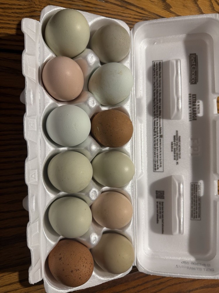 12 + 2 Rainbow Easter Egger / Olive Egger Hatching Eggs Free Priority Shipping