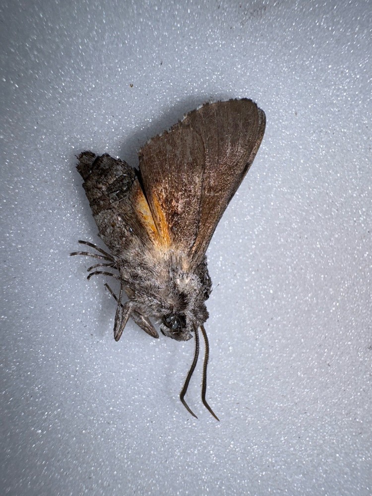 UB8 - Grote’s Sphinx Moth 2  - Cautethia grotei. Smallest Sphinx Moth!!!