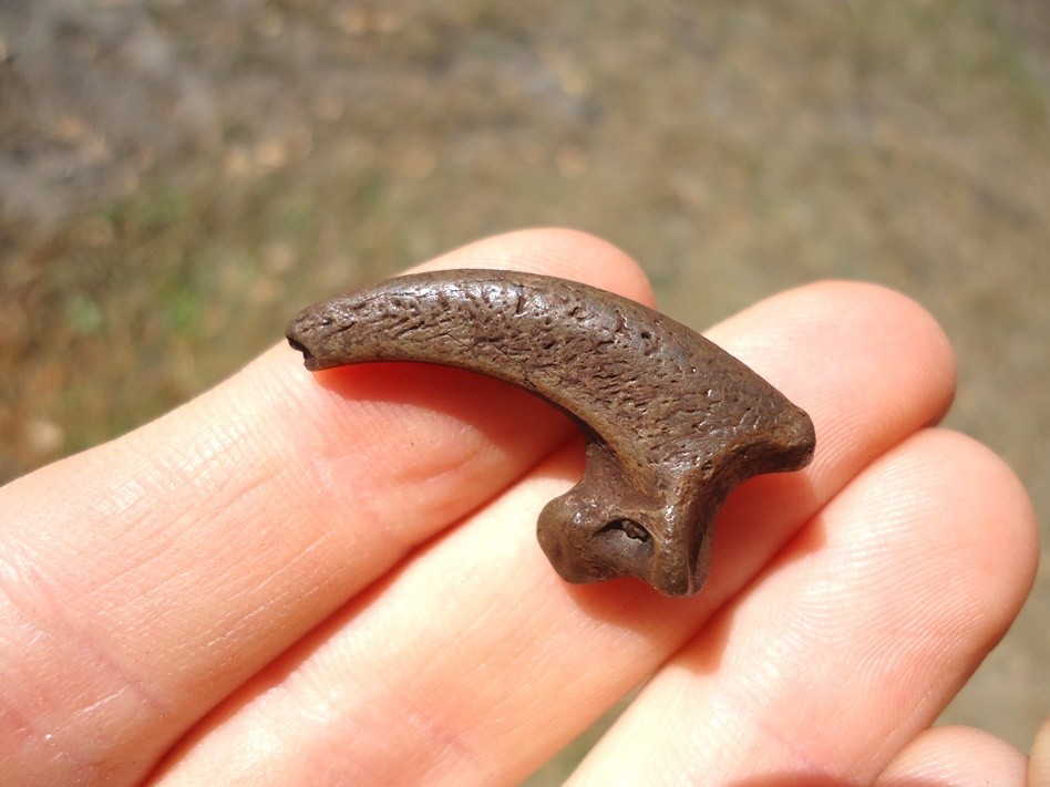 XL RAPTOR CLAW CORE FLORIDA FOSSILS ICE AGE EXTINCT TALON BONES SKELETON FL