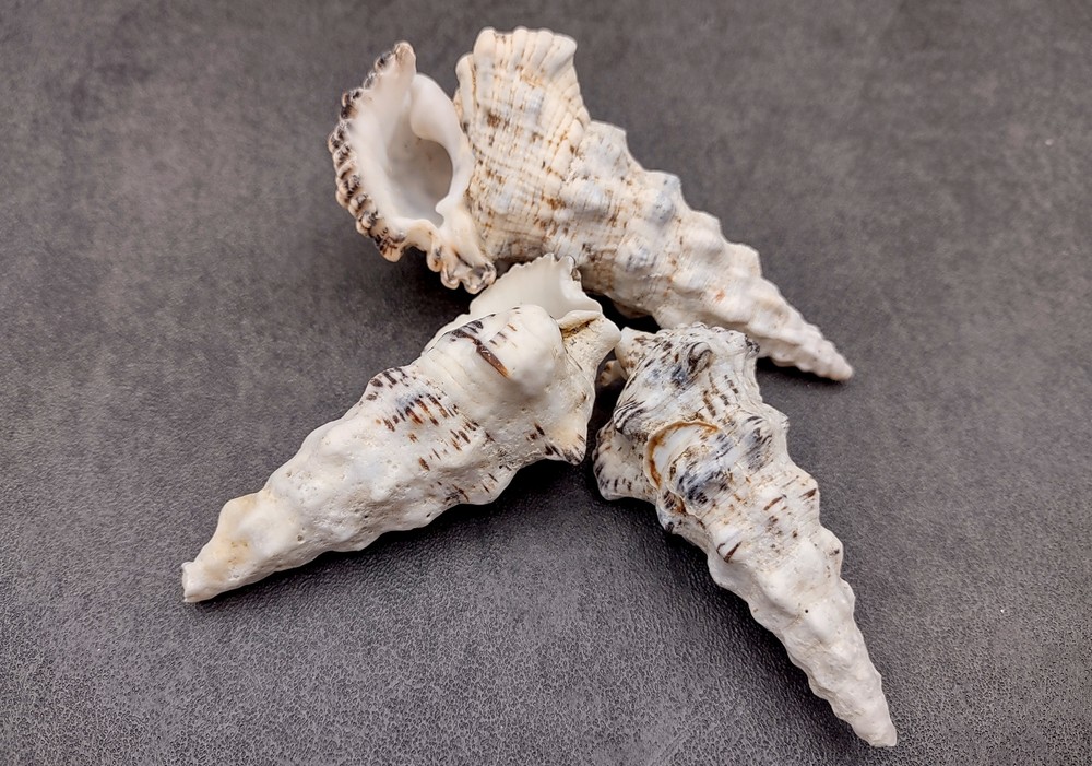 Knobby Cerithium Seashells White Black (3 shells approx. 2+ inches)
