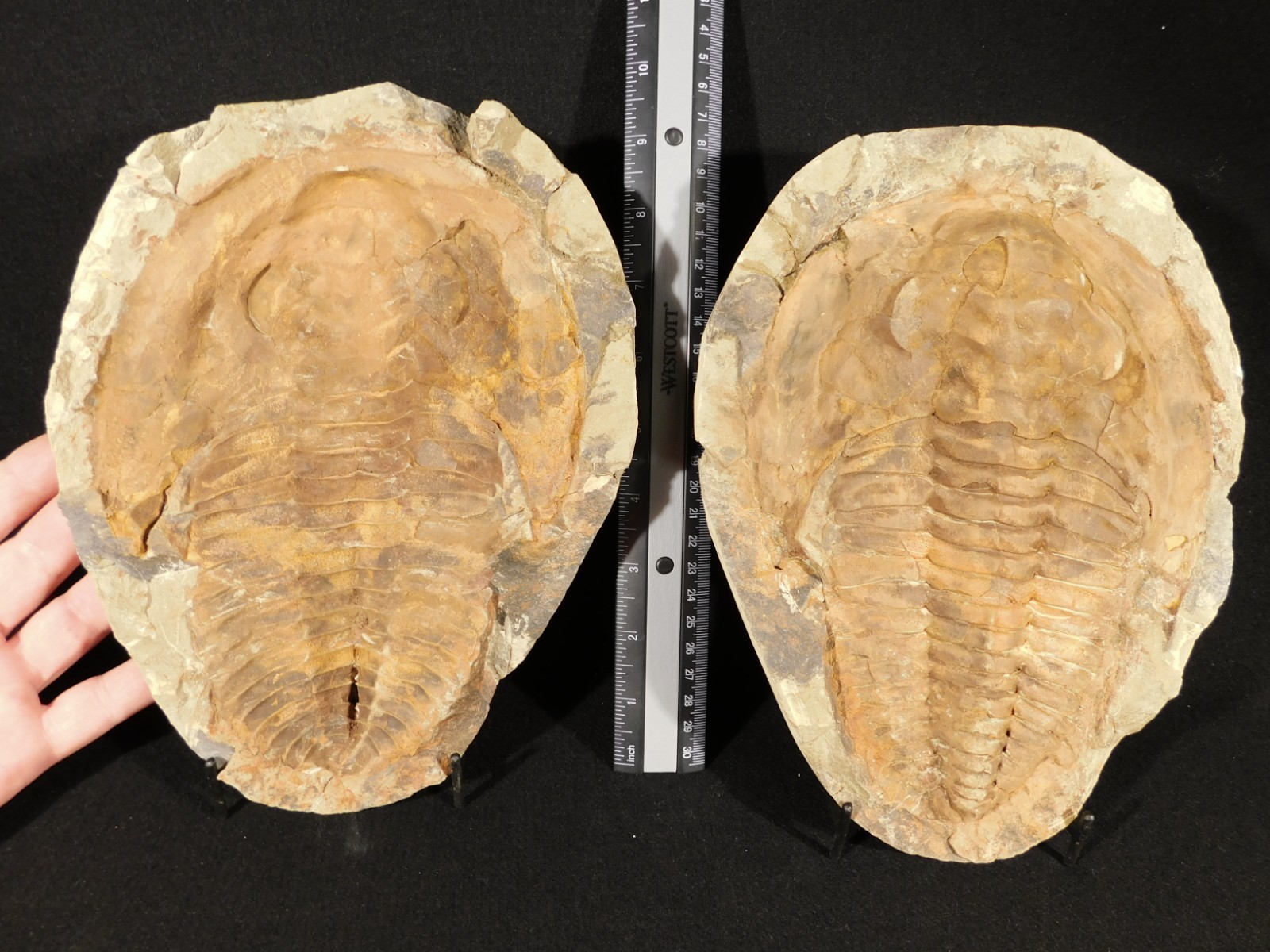 HUGE! 530 Million Year OLD! Andalusiana Trilobite Fossil Anif Morocco 3242gr