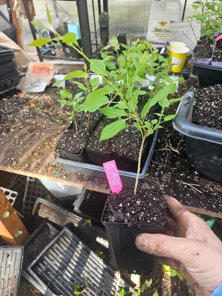 4-pack medium quaking aspen tree, growing in 4" pot live