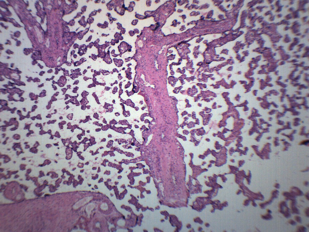 Human Placenta Section - Prepared Slide - 75x25mm - Eisco Labs
